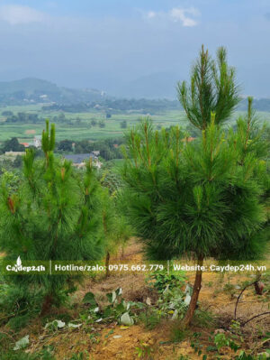 Thông Mã Vĩ trưởng thành 3 năm tuổi