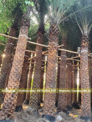 Cây Chà Là Trung Đông lóng cao 3 - 3.5m vừa dâm ủ trong cát