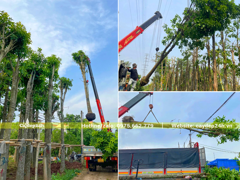 Cẩu hạ và xếp cây sala công trình lên thùng xe tải 10 tấn