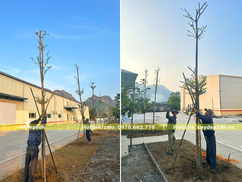 Thi công trồng hàng cây bàng Đài Loan công trình cho nhà máy tại Hòa Bình