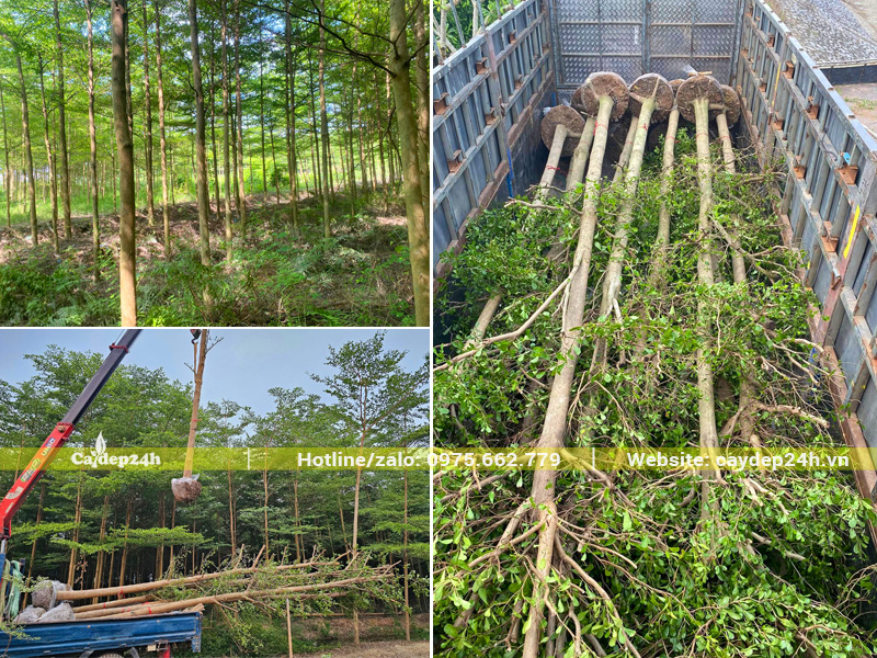 Bứng thẳng cây bàng Đài Loan, cẩu xếp cây lên thùng xe