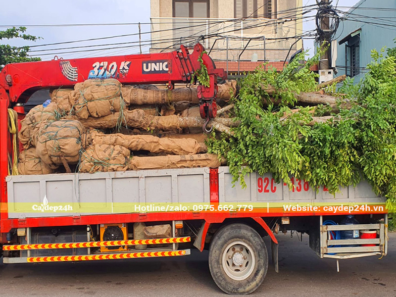 Cẩu tự hành giao trồng cây giáng hương tại Quảng Nam