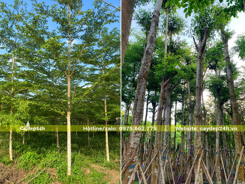 Chọn mua cây bàng lá nhỏ Đài Loan thân thẳng đẹp