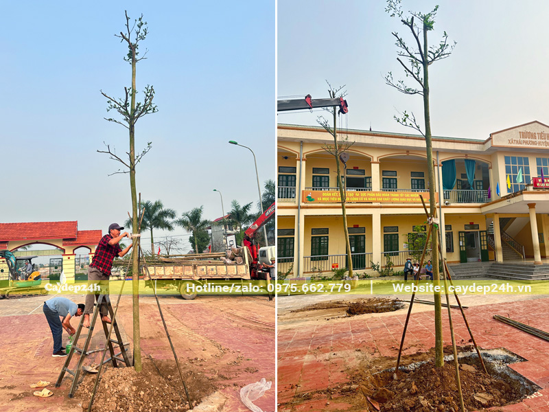 Tiến hành trồng cây bàng đài loan cho sân trường