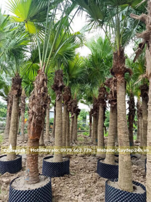 Dâm ủ Cọ Da Trơn trong bầu, thân có lóng cao 2m