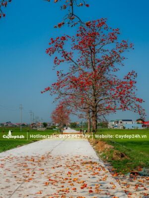 Hai cây Gạo trồng ven đường ở giữa cánh đồng