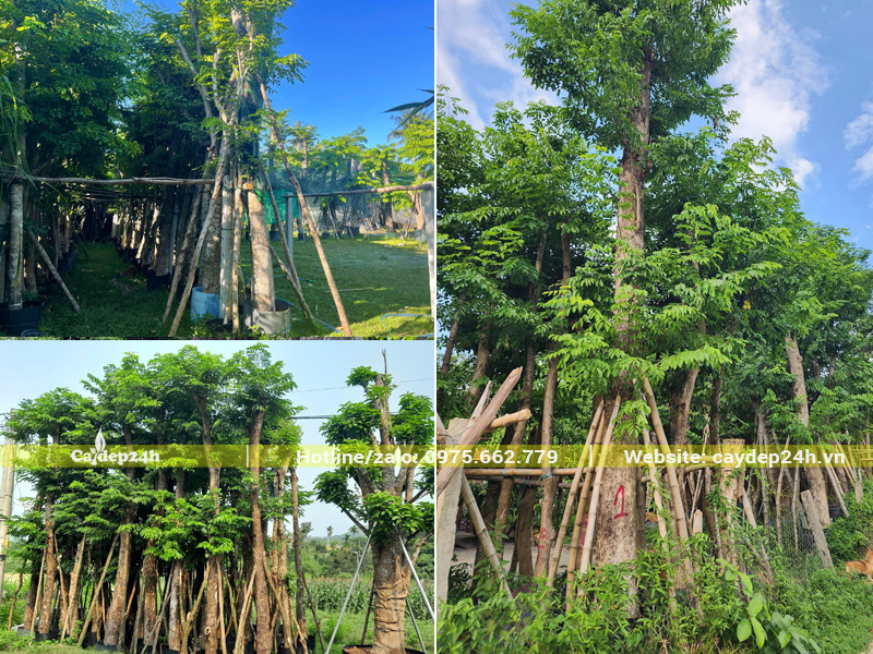Vườn dâm ủ cây giáng hương cổ thụ chiều 6 - 7m