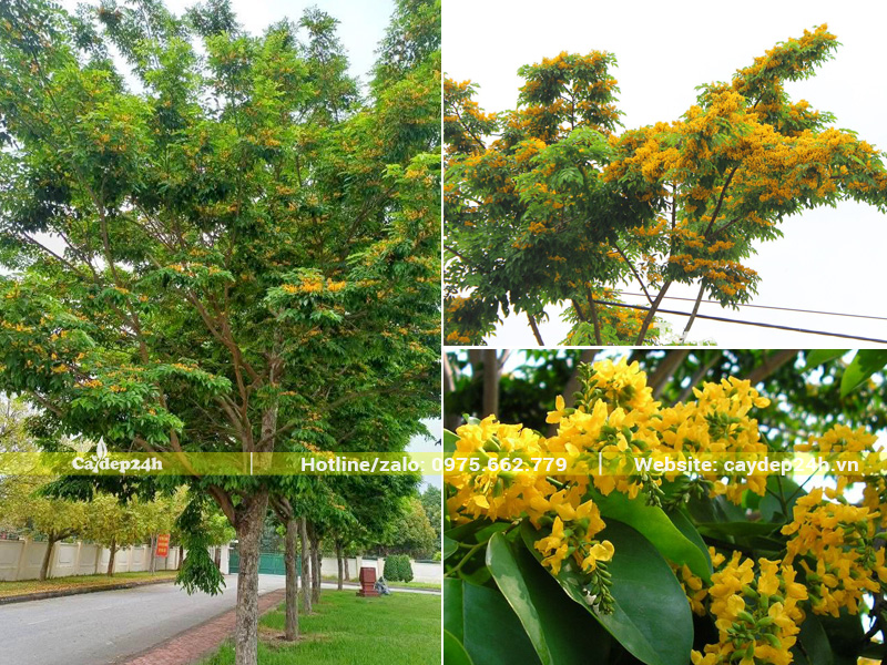 Hàng cây giáng hương trồng dọc lối đi bộ