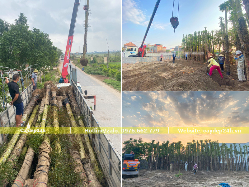 Dưỡng ủ cây bàng Đài Loan nhập khẩu từ Trung Quốc tại Bình Dương cũ