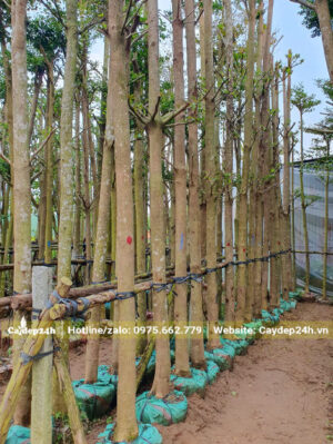 Bàng Đài Loan dâm ủ trồng bầu, đã tỉa hết tai cành,