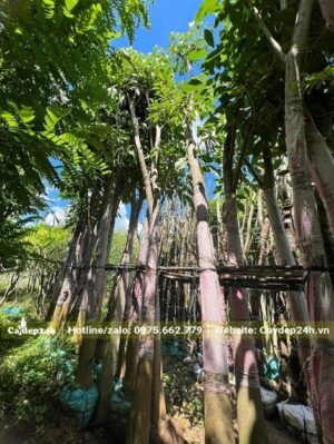 Vườn dưỡng ủ cây Kèn Hồng công trình đường kính thân 18cm đo cách gốc 1m