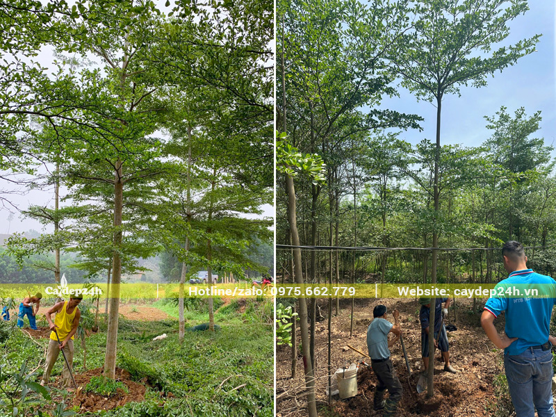 Bứng thẳng cây bàng Đài Loan công trình