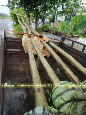 Dùng xe kéo để chuyển cây Giáng Hương đến hố trồng