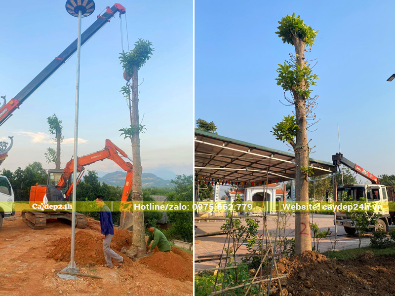 Trồng cây Sala cho sân chùa tại Bắc Ninh
