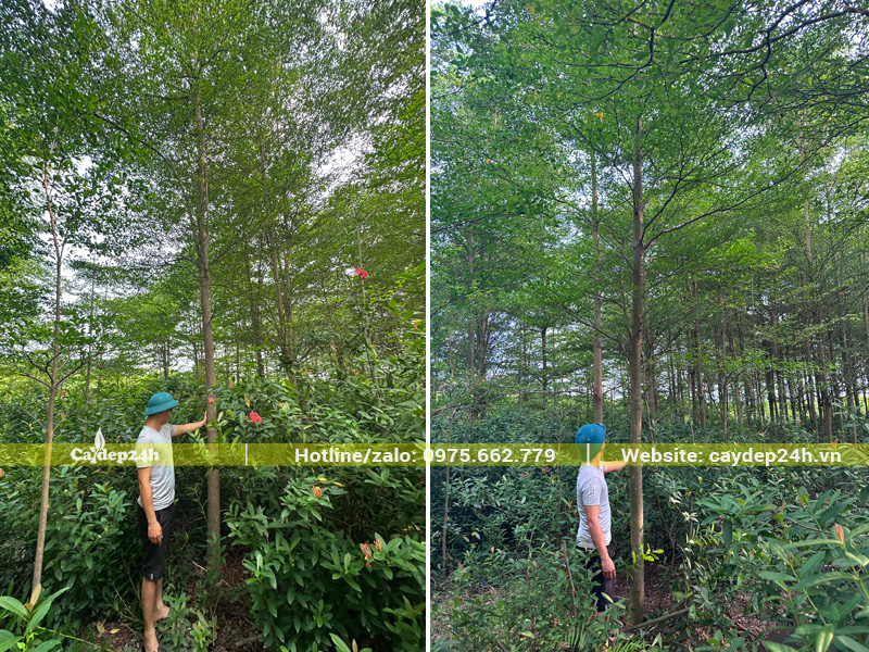 Đo kích thước cây Bàng Đài Lon công trình đánh thẳng tại vườn ở Hà Nội