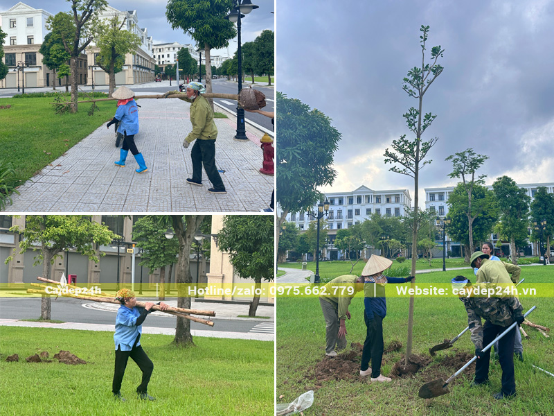 Công nhân đang khiêng cây và cọc chống vào hố trồng