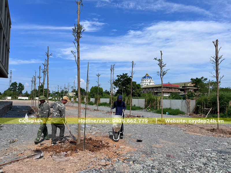 Hàng cây bàng Đài Loan thoát thân cao 4m, đường kính gốc 8 - 10cm