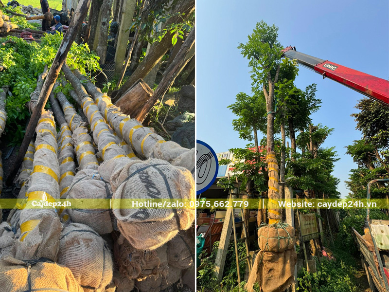 Cẩu nâng hàng chục cây giáng hương đường kính gốc 20cm lên xe đầu kéo