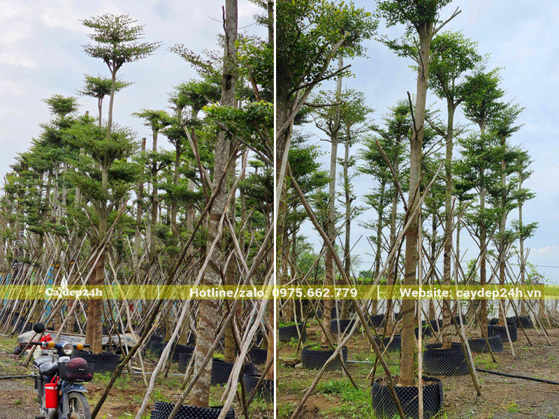 Bãi dâm ủ cây bàng Đài Loan cao 5 - 6m