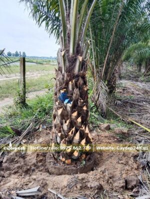 Cọ Dầu trưởng thành, lóng cao 1m