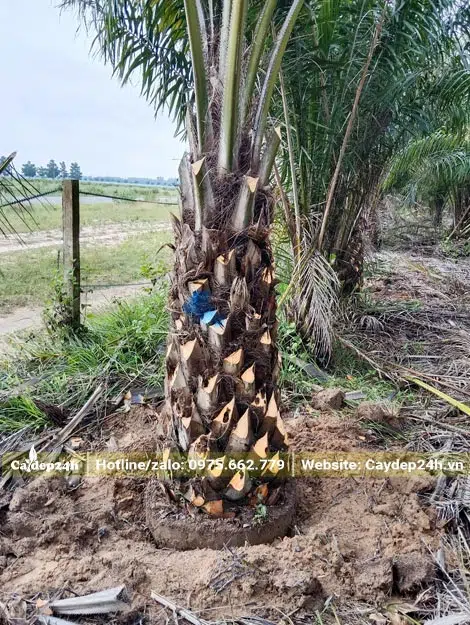 Cọ Dầu trưởng thành, lóng cao 1m