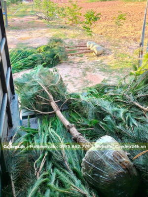 Chuyển cây Thông từ thùng xe xuống dải từng hố trước khi trồng