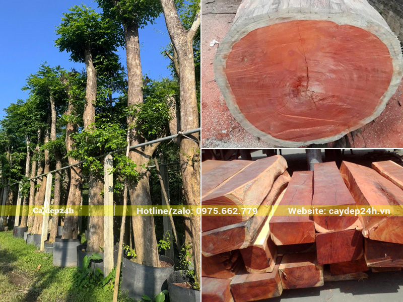 Khai thác gỗ giáng hương huyết