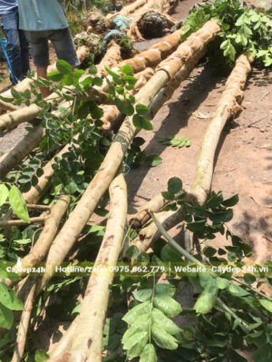 Giáng Hương chuẩn bị đem dâm ủ, đã tỉa tai cành đẹp