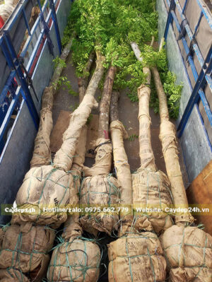 Đưa những cây Giáng Hương lâu năm vào thùng xe chuyển đến cho khách