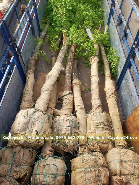 Đưa những cây Giáng Hương lâu năm vào thùng xe chuyển đến cho khách