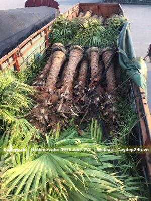 Hàng chục cây Cọ Da Trơn xếp trên thùng xe kéo