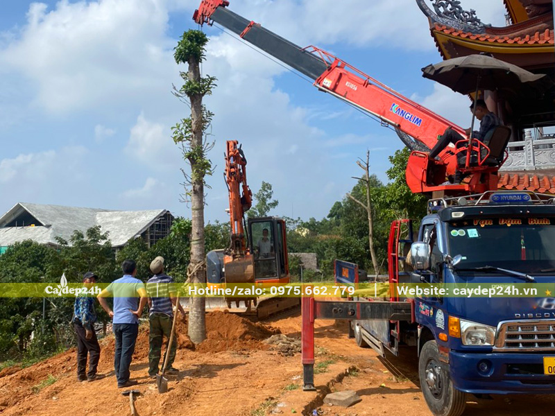 Tiến hành thi công trồng cây sala công trình tại Hải Phòng