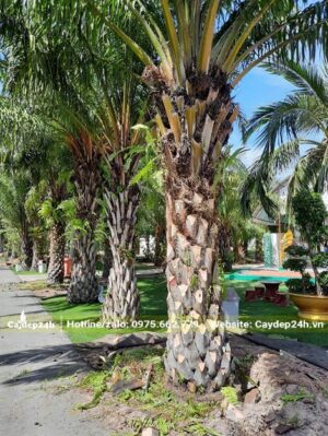 Cọ Dầu lâu năm trồng ở khu đô thị