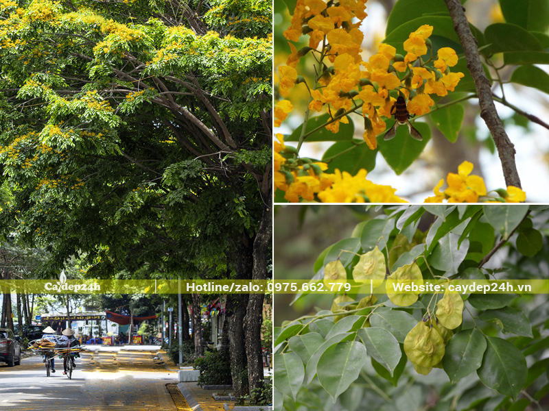 Hàng cây giáng hương khoe sắc, tạo bóng mát trên đường phố Hà Nội