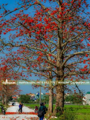 Cây Gạo hoa đỏ cổ thụ, đk gốc từ 45 - 40cm