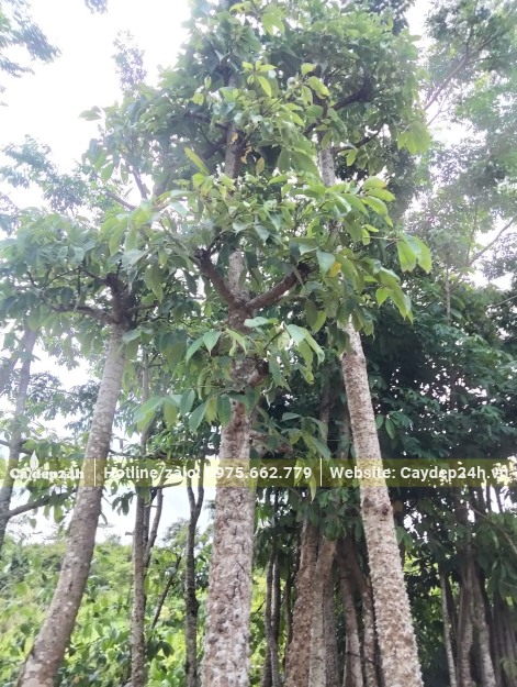 Vườn dâm ủ số lượng lớn cây Hoa Gạo công trình đường kính thân từ 15 - 20cm