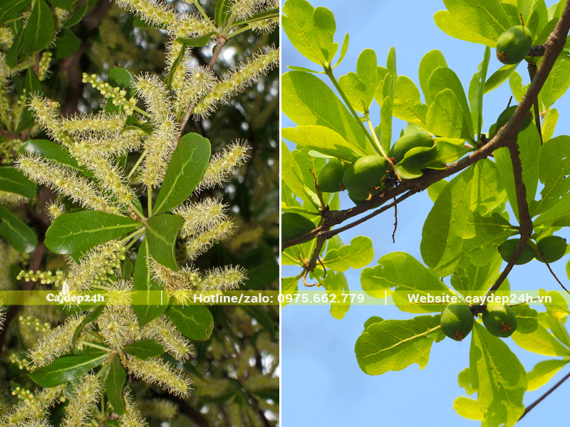 Cận cảnh hoa và quả bàng Đài Loan