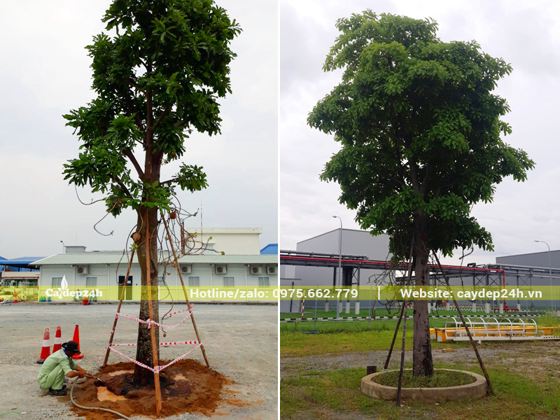 Chăm sóc cây Sala công trình trồng nhà máy, đường kính gốc 30cm trở lên