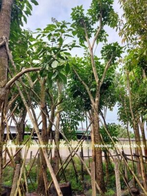 Khu vực dâm ủ cây hoa Kèn Hồng lâu năm tại Cây Đẹp 24h