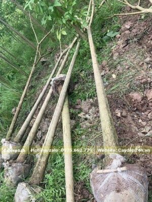 Chuông Hồng công trình đánh thẳng, bầu có đường kính 40cm