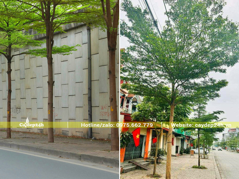 Khoảng cách trồng cây bàng Đài Loan công trình trồng vỉa hè