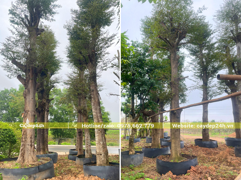Dưỡng ủ những cây cây bàng Đài Loan cổ thụ trong bầu nổi