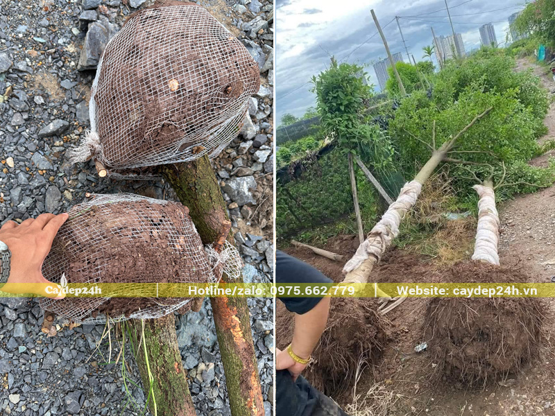 Quy cách bầu cây bàng Đài Loan đánh thẳng và cây đã dâm ủ