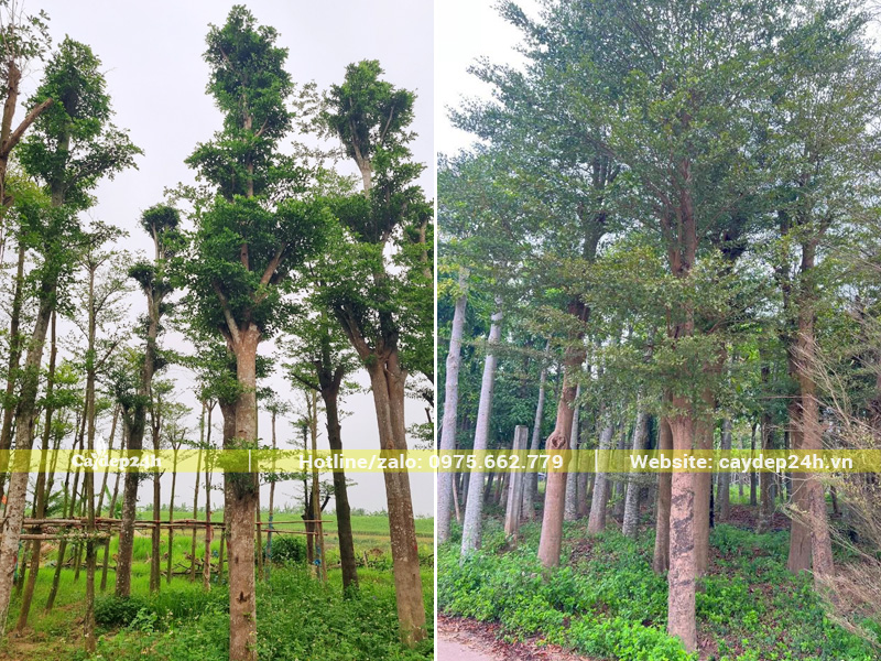 Cây bàng lá nhỏ Đài Loan cổ thụ đường kính gốc 25cm