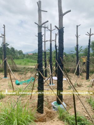 Thân cây hoa gạo mới dâm ủ được cuốn lưới đen giúp hạn chế thoát nước