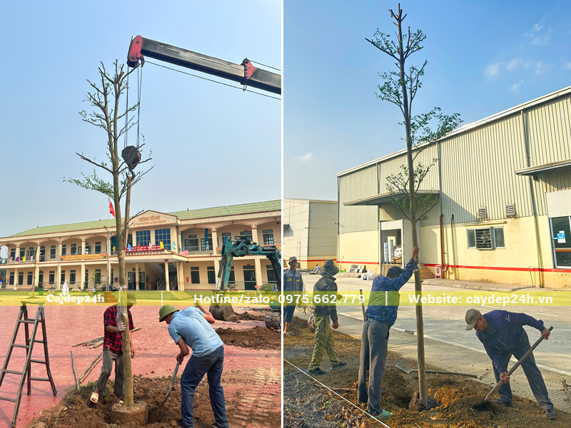 Tiến hành cẩu hạ cây vào hố trống và lấp đất