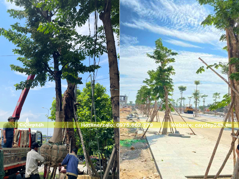 Thi công hàng trăm cây giáng hương cho khu công nghiệp