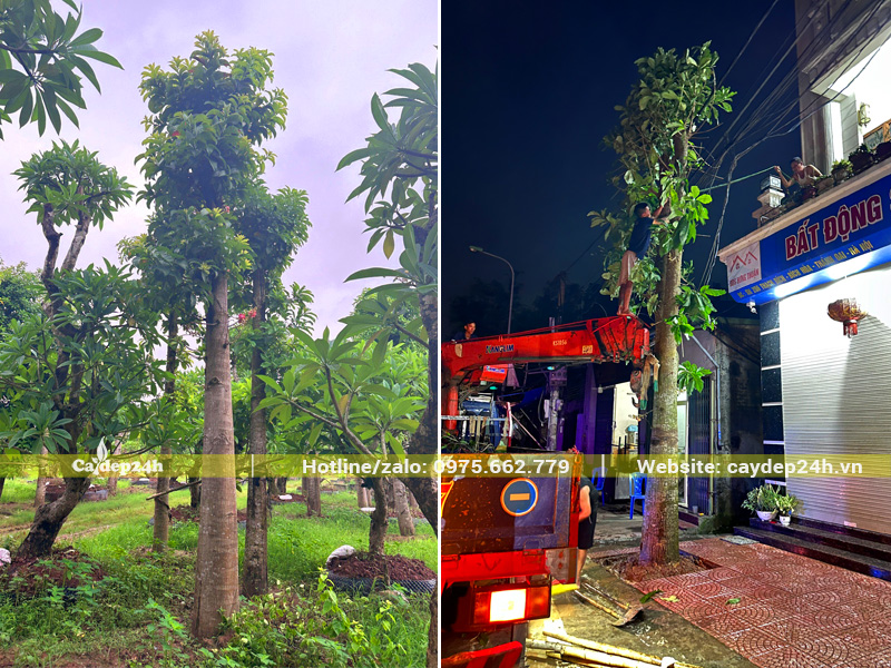 Trồng cây Sala công trình trên vỉa hè trước cổng nhà phố