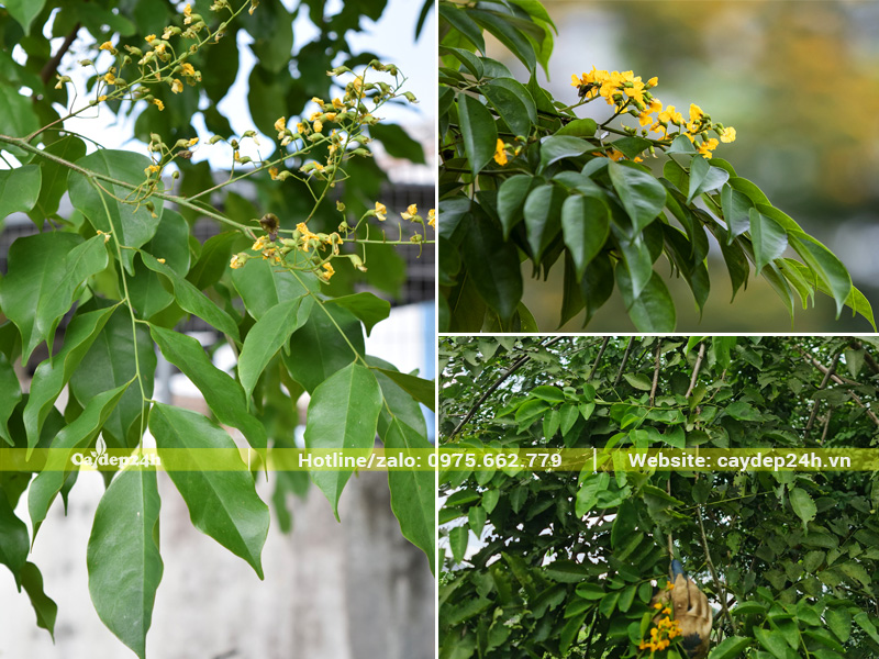 Hình dáng và màu sắc của lá cây giáng hương
