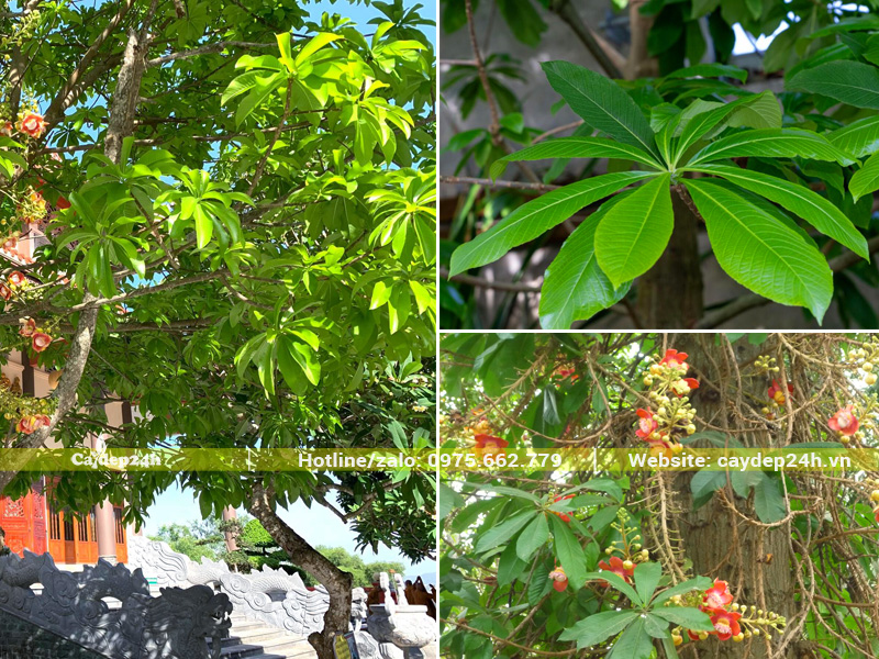 Hình dáng và màu sắc lá cây Sala